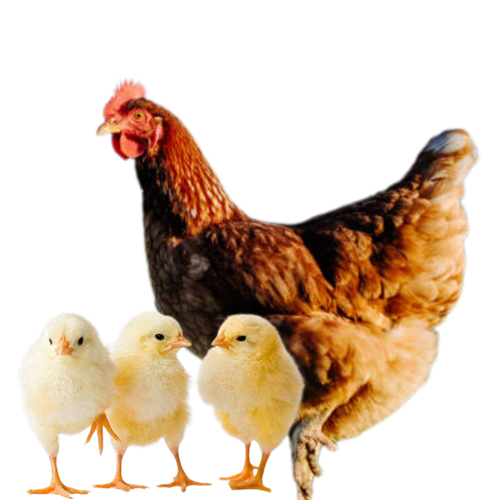 Poultry Quality Diagram